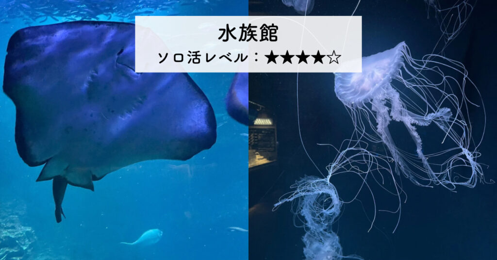 実際に水族館でみたエイとクラゲの画像