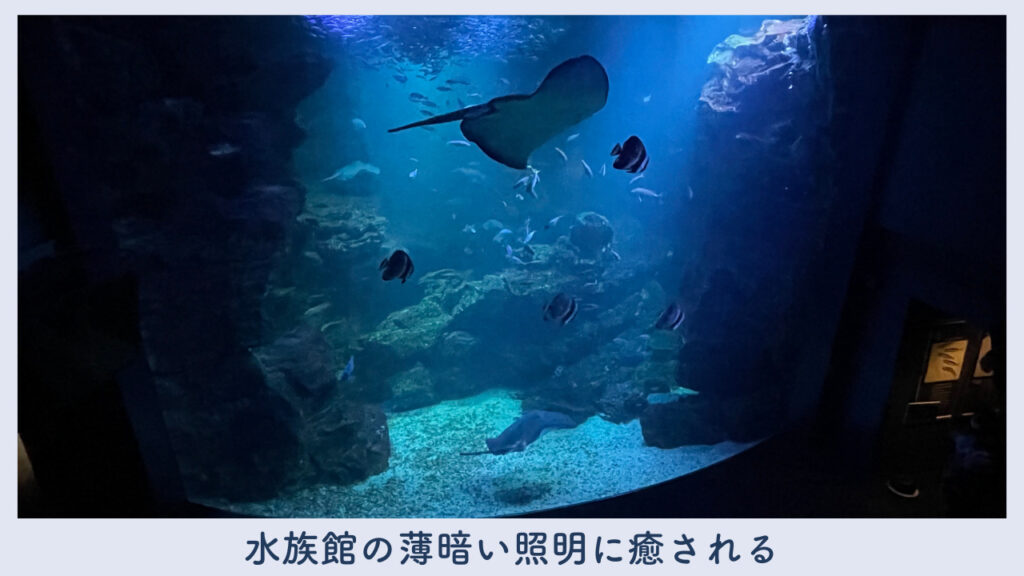 実際の水族館の内装の画像