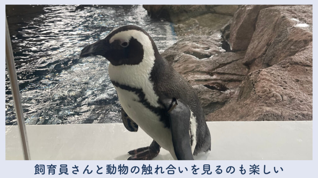 実際のペンギンの画像