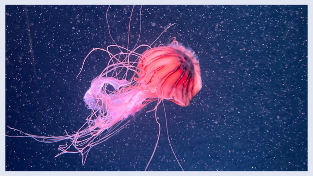 実際の京都水族館のクラゲの画像