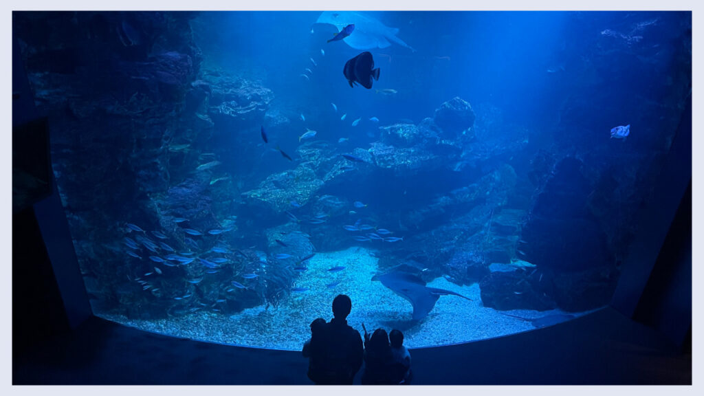 実際にひとりで水族館に行った時の画像