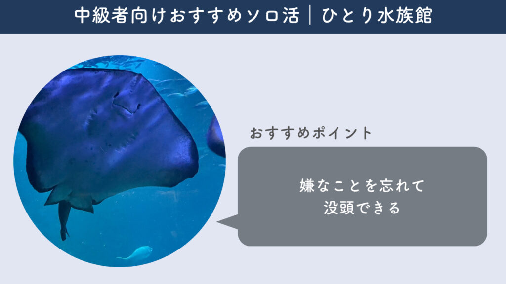 ひとり水族館のおすすめポイントを解説する画像