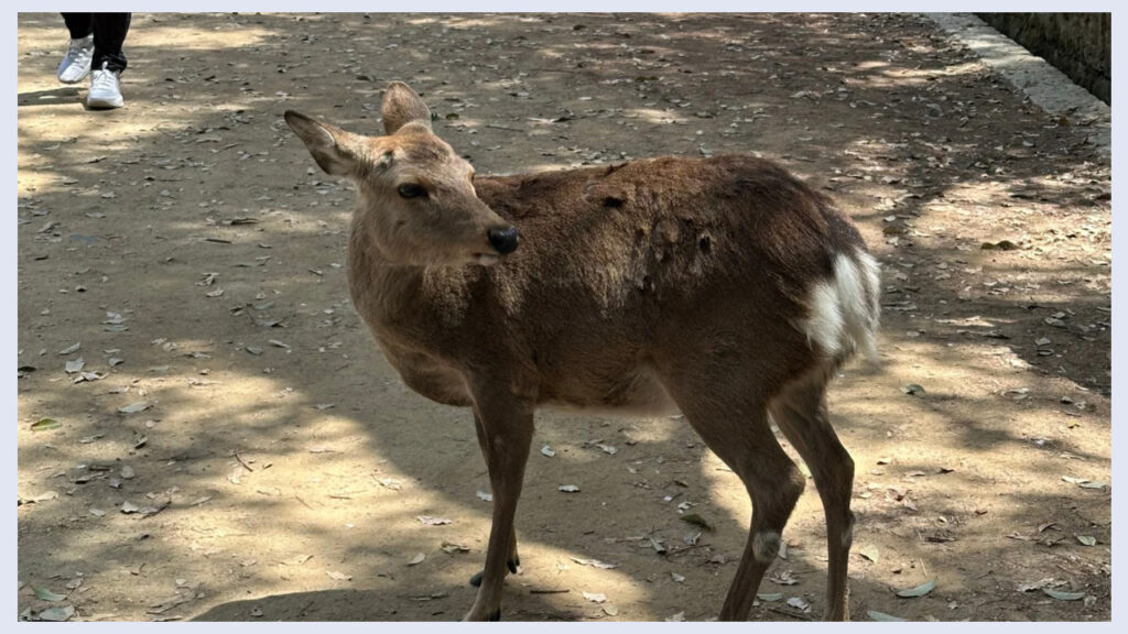 実際の鹿の写真