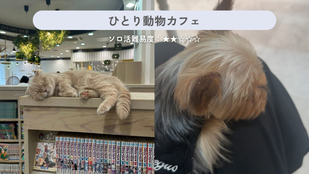 実際に行った猫カフェと犬カフェの画像
