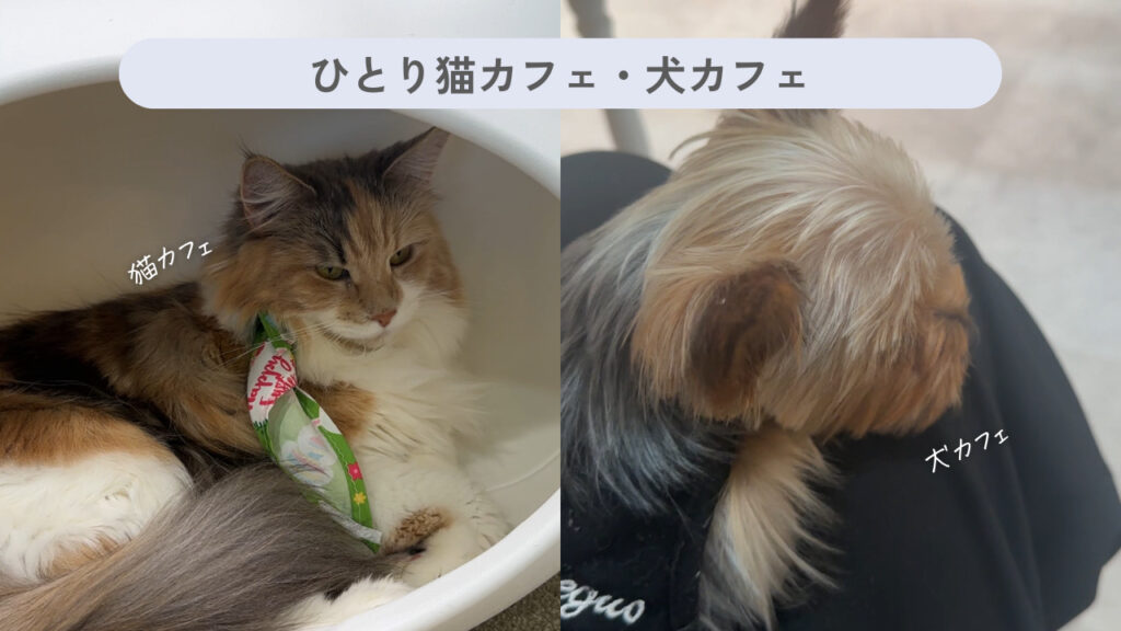実際の犬カフェと猫カフェの画像